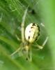 Enoplognatha sp.